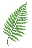 Fresh green fern leaf branch isolated on white background, botanical nature element for eco-friendly designs and natural decorative patterns.