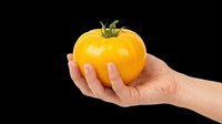 Caucasian hand holding a fresh yellow tomato with green stem on transparent background, ready for design use on t-shirts, clipart, stickers, print-on-demand products, and sublimation projects.