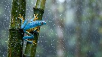 Blue tree frog climbing bamboo stem in tropical rainforest during heavy rainfall with water droplets creating natural shower effect in lush green environment.