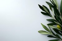 Fresh green olive branch with leaves on clean white background for natural organic food and Mediterranean cuisine design projects.