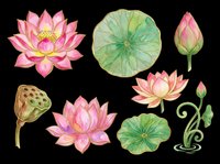 Lotus flowers and lily pads isolated on transparent background. Pink blooms, green leaves, and buds ready for t-shirt design, clipart, stickers, sublimation, and print-on-demand projects.