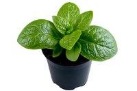 Fresh green Peperomia caperata plant with textured heart-shaped leaves growing in black plastic nursery pot, isolated on white background for gardening designs.