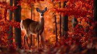 White-tailed deer standing alert in vibrant autumn forest with fiery orange and red foliage creating a dramatic natural backdrop.
