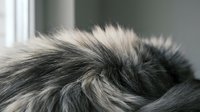 Fluffy gray and white cat fur texture close-up showing soft natural pet hair patterns and cozy sleeping position for animal and comfort themes.