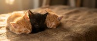 Three adorable kittens sleeping peacefully together on soft fabric in warm golden sunlight creating cozy domestic scene for pet lovers and animal enthusiasts.