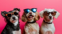 Three happy dogs wearing sunglasses posing together against pink background, smiling and looking at camera. Fun pet portrait showing personality and style.