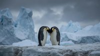 Emperor penguin chicks huddling together on ice with glacial formations in background, Antarctic wildlife and nature photography.