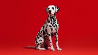 Dalmatian dog sitting on vibrant red background, isolated and ready for design use in pet-related projects, advertisements, or veterinary materials.