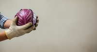 Red cabbage held in hands wearing work gloves, fresh produce harvesting and organic farming concept for agricultural and food industry use.