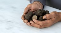 Hands holding fresh black truffles on white marble surface, showcasing gourmet fungi for culinary and food industry use.