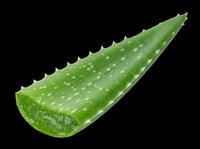 Fresh aloe vera leaf isolated on transparent background, ready for clipart, t-shirt design, print-on-demand products, stickers, and sublimation projects.