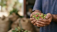 Farmer holding fresh green peas in cupped hands outdoors, harvesting organic legumes from garden or farm field for agriculture and food production.
