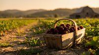 Fresh organic beets in rustic wooden basket at sunset in agricultural field with mountains in background. Farm to table harvest concept for healthy eating.