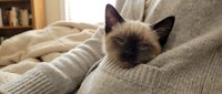 Siamese kitten with dark points resting on beige knitted fabric, suitable for pet care, lifestyle, and home comfort content.