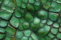 Extreme close up of emerald green reptile skin texture showing detailed scales, cracks and natural patterns. Macro photography reveals intricate surface structure.