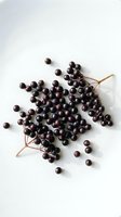 Fresh elderberries scattered on white background with stems and loose berries for natural health and wellness concepts.