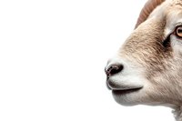 Close-up portrait of white goat face with amber eye and pink nose against white background, isolated profile view showing detailed facial features and fur texture.