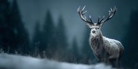 Majestic stag with large antlers standing in snowy winter forest landscape during snowfall for wildlife and nature photography projects.