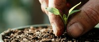 Gentle hands protecting delicate green seedling emerging from rich dark soil, symbolizing growth, care, and environmental stewardship in sustainable agriculture.
