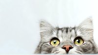 Adorable gray tabby kitten with bright yellow eyes peeking from bottom of frame on white background, isolated for design use in pet products and marketing.