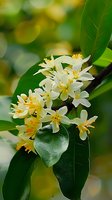 Delicate white orange blossom flowers on green branch with glossy leaves against soft bokeh background, macro nature photography for spring seasonal designs.