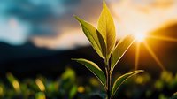 Fresh green plant shoots with vibrant leaves backlit by golden sunrise or sunset light, symbolizing growth, renewal, and new beginnings in nature and agriculture.