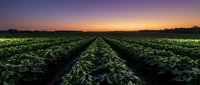 Rows of green crops stretch toward horizon at golden sunset, showcasing agricultural landscape and farming operations for agribusiness and harvest season content.
