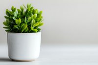 Small green plant with round glossy leaves growing in modern white ceramic pot against neutral background, minimalist home decor composition.