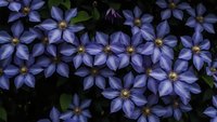 Purple clematis flowers blooming in garden with green foliage creating natural floral background for spring and summer botanical designs.