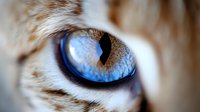Extreme close up macro shot of bright blue feline eye with detailed iris pattern, whiskers and fur visible. Dramatic lighting highlights natural textures and colors.
