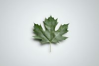 Single green maple leaf isolated on white background, showcasing detailed veins and distinctive pointed lobes for nature designs.