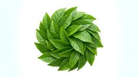 Fresh green leaves arranged in circular pattern on white background, isolated for design and branding use.