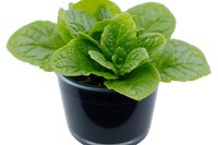 Fresh green lettuce seedling growing in small black pot with water droplets on vibrant leaves against white background, ready for garden planting.