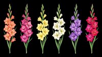 Colorful gladiolus flowers in orange, pink, yellow, white, purple, and red isolated on transparent background. Ready for t-shirt designs, clipart, stickers, sublimation, and print-on-demand products.