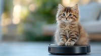 Fluffy brown tabby kitten sitting on robotic vacuum cleaner against blurred background. Playful Maine Coon breed cat exploring modern home technology.