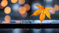 Single golden autumn maple leaf balanced on wet wooden surface with colorful bokeh lights creating magical seasonal atmosphere for fall designs.