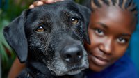 Young African American girl with braided hair bonding with senior black Labrador dog outdoors. Heartwarming pet ownership and childhood friendship moment.