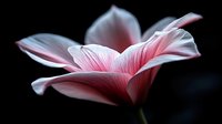 Delicate pink tulip petals unfold against dark background, showcasing soft translucent layers with dramatic lighting and ethereal glow. Fine art floral photography.