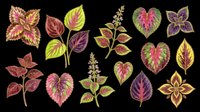 Colorful foliage leaves isolated on transparent background, ready for t-shirt design, clipart, stickers, sublimation and print-on-demand projects.