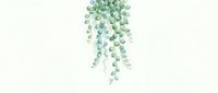 Hanging succulent plant with trailing green leaves cascading downward against neutral background, suitable for interior design, botanical illustrations, and home decor projects.
