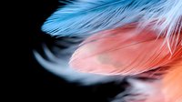 Delicate feathers in soft blue and coral pink tones against dark background create dreamy ethereal mood, macro photography with selective focus and shallow depth of field.