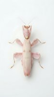 Pink praying mantis specimen displayed from above on neutral background, showing detailed wing and body structure for entomology and nature education.