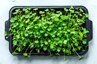 Young green microgreens growing in black plastic container on light background. Fresh organic sprouts for healthy eating and restaurant cuisine.