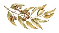 Watercolor botanical illustration of dried seed pods and autumn foliage branch with golden and brown tones, isolated on white background for design projects.