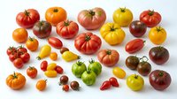 Colorful heirloom tomato varieties collection showcasing diverse shapes, sizes and colors from cherry to beefsteak types on white background for culinary use.