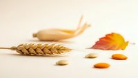 Autumn harvest composition with wheat ear, pumpkin seeds, dried leaf and banana on neutral background for seasonal cooking and healthy nutrition concepts.