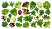 Variety of fresh green salad leaves and lettuce types arranged on white background, including spinach, arugula, radicchio, and romaine for healthy food concepts.