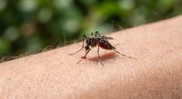 Mosquito biting human skin outdoors, insect feeding on blood from arm, pest control and disease prevention concept for health and safety awareness.