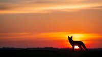 Dog silhouette standing on hill against dramatic orange sunset sky with warm golden clouds creating peaceful evening landscape scene.