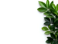 Fresh green parsley leaves border on white background, isolated with copy space for text. Natural herb garnish for cooking and design.